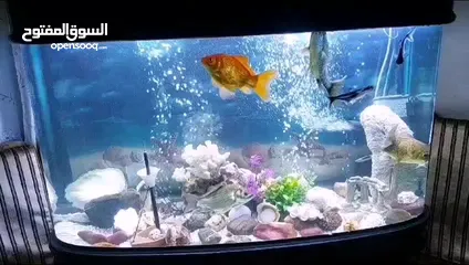  3 حوض اسماك أجنبي  فخم جداً