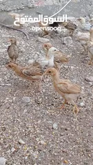  5 خم حمام بلدي ومعو انواع +صيصان بلدي عمر 33 يوم  للبيع بسعر الحرق الله يبارك لصاحب النصيب