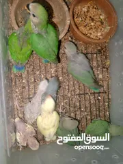  2 فرخ زق يدوي روز وكوكتيل ودرة ومخاليف هوغو