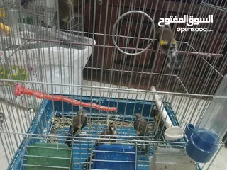  14 حساسين وكنارات نخب اول مقنوة صحة ونضافة