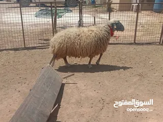  5 حلال نخب لحم ومقنوي بلدي وشروط الظحيه الله يتقبل من الجميع