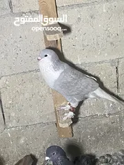  18 للبيع 40 حبه تنظيف سطح