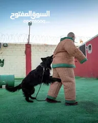  1 فندق ومركز تدريب للكلاب