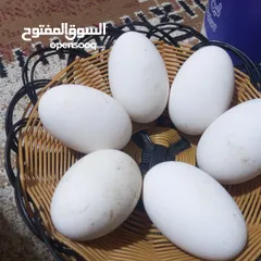  3 بيض وز كوبرا ملقح 100 من 100