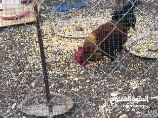  5 جايه وديك بلدي للبيع