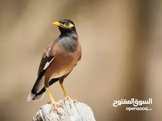  1 جوز مينا قابل للبدل ع كنار