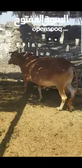  5 cow for sale