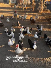  3 بط مصري بيووور لللبيع