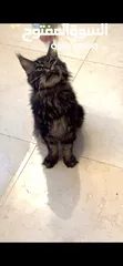  2 Maine COON / Male - black and brown rare ماين كون نادر