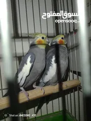 1 ذكرين كوكتيل مع قفص كاسكو جوز حب تحتهم اربع فراخ صحه ونظافه والسعر 70