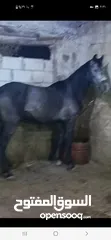  1 حصان للبيع