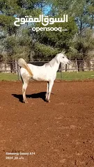 1 بسم الله الرحمن الرحيم فرسين عربيات واهو مسجلات دماء قويه وحلوه