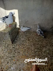  1 حمام للبيع في جبل النصر حي الخلايله