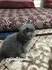  2 قط بريطاني