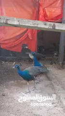  3 طاووس  للبيع