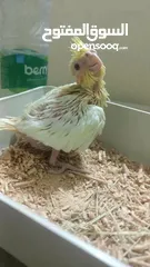  3 فرخ زق يدوي