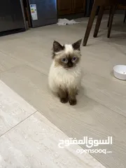  2 همالايا للبيع