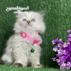  1 أنثى هملاي عمر شهرين