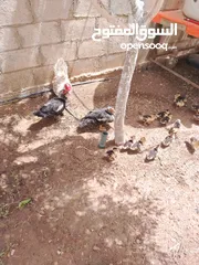  2 بط بلدي شغال ومكفول