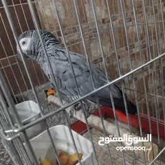  3 ببغاء كاسكو