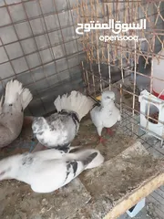  4 حمام نخب صحه ونضافه للبيع