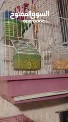  4 عصافير للبيعععععععععع