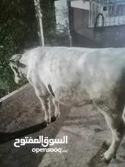  13 فحل 13 شهر نخب اول شغل مزارع وثلاث عجول 8شهور 7شهور 6 شهور للبيع بسعر مغري