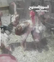  7 دجاج بكستاني