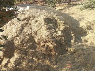 3 تبن احمر بيقيا