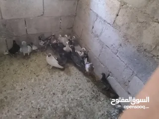  1 حمام فرخ 20 طير  كش