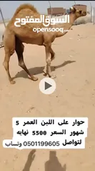  1 للبيع حوار على لبن سمين