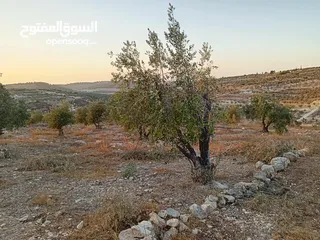  3 ارض زيتون للبيع في صوريف