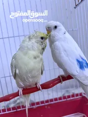 2 زوج طيور حب للبيع