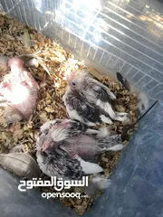  26 من اجمل طفرات وألوان الكروان الهولندي بسعر العادي