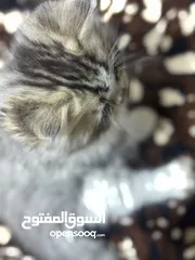  2 قطط هملايا العمر شهرين