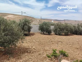  15 فرصه للشراء ارض مشجره جاهزه داخل التنظيم ومخدومه شارع معبد خدمات كامله ومطله