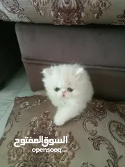  3 قط بيرشن من فضلك اقرأ الوصف