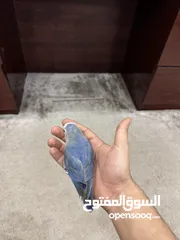  3 طير روز العمر 4 شهور بحاله ممتازه