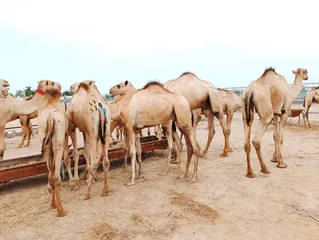  6 camels Muscat barka