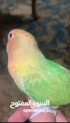  5 للبيع طير لاف بيرد أليف ومدرب