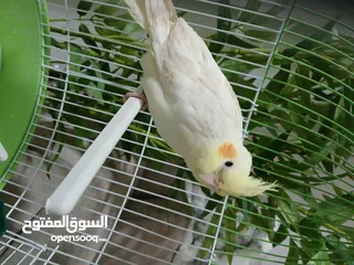  2 كوكتيل لاتينو عمر شهر ونص