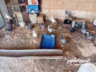  6 متاح سبع جواز زواجل ومراسليات