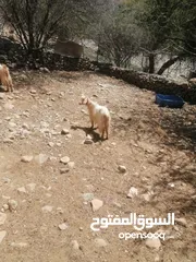  3 للبيع شاه زينة 