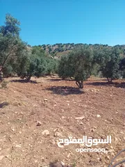  15 مزرعة للبيع من اراضي غرب عمان  منطقة البصة (ابو السوس ) للبيع بسعر مغري