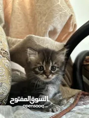  6 قطط موليد ام هيمالايا مجاناً للجادين فقط