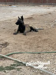  3 جراو بلجم مالينو مستوا عالي للبيع