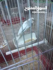  5 3 جواز حب مع فراخ شغالااات مقفصات 3 معالف