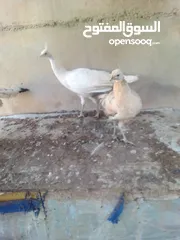  1 بيض طاووس طازج مخصب ميه بالميه باذن الله السعر 12 دينار البيضه الواحده
