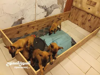  1 كلاب بالجيم مالينو