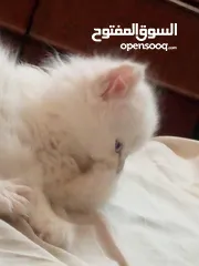  6 قطط للبيع همالايا للبيع ما شاء الله